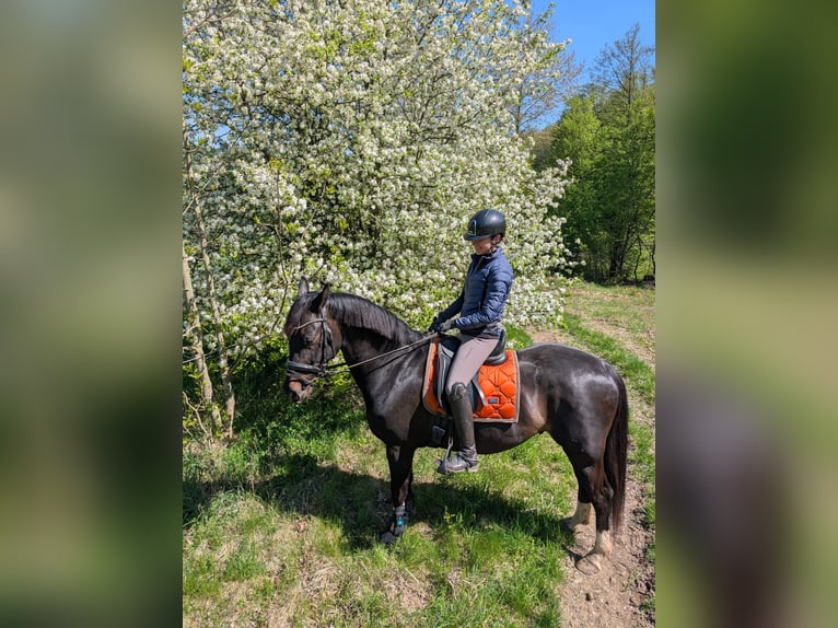 Austrian Warmblood Gelding 6 years 16 hh Smoky-Black in Kaltenleutgeben