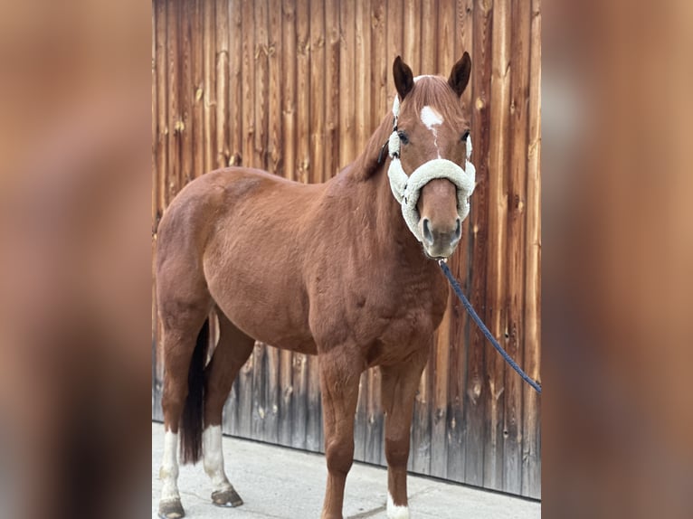 Austrian Warmblood Gelding 6 years 16,2 hh Chestnut-Red in Stattegg