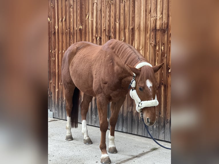 Austrian Warmblood Gelding 6 years 16,2 hh Chestnut-Red in Stattegg