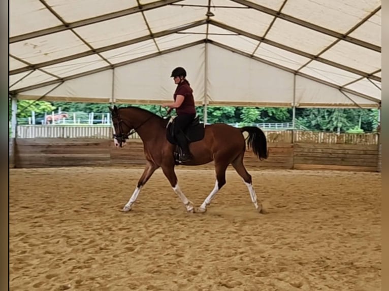 Austrian Warmblood Gelding 6 years 16,3 hh Brown in Graz