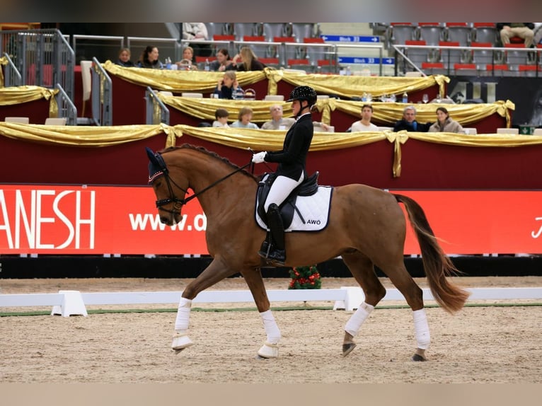 Austrian Warmblood Gelding 6 years 16,3 hh Chestnut in Schöngumprechting