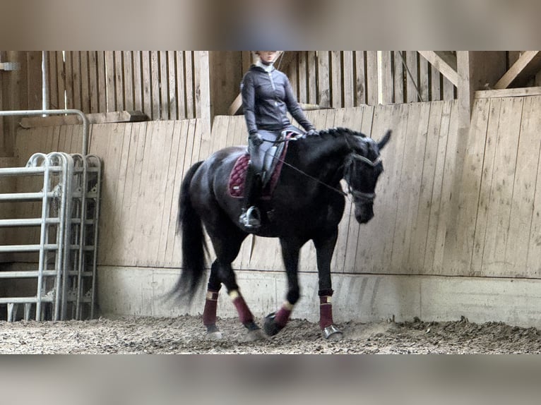 Austrian Warmblood Gelding 6 years 17 hh Black in Bad Kleinkirchheim