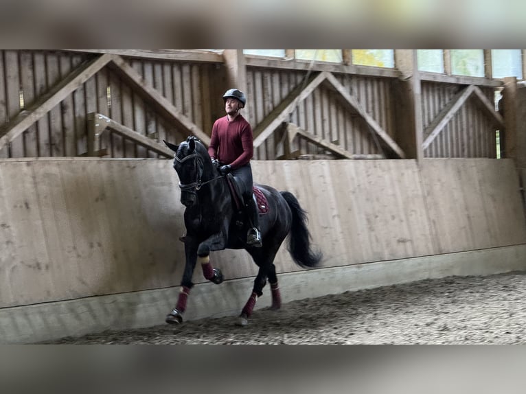 Austrian Warmblood Gelding 6 years 17 hh Black in Bad Kleinkirchheim