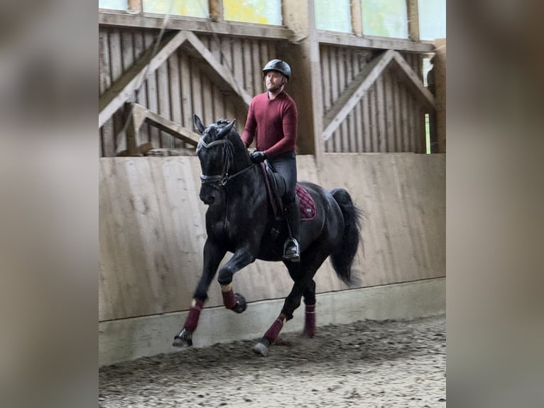 Austrian Warmblood Gelding 6 years 17 hh Black in Bad Kleinkirchheim