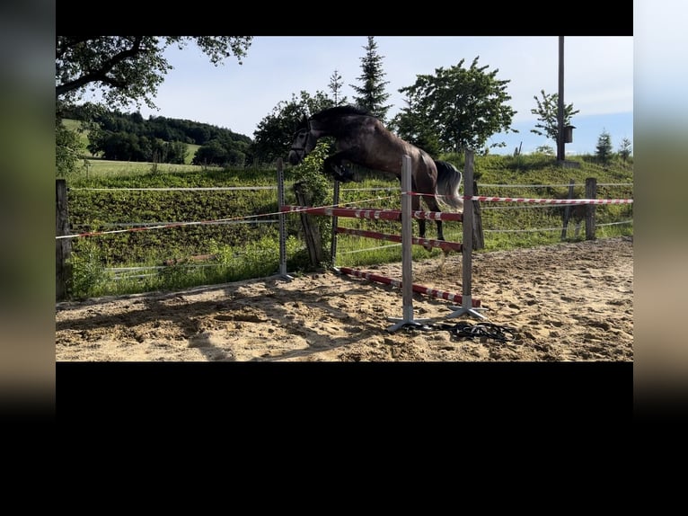 Austrian Warmblood Gelding 6 years 17 hh Can be white in Steinakirchen am Forst