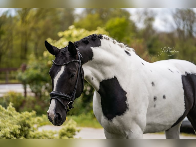 Austrian Warmblood Gelding 6 years 17 hh Pinto in Aachen