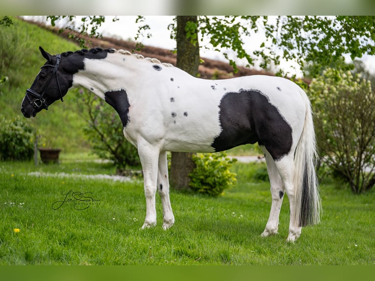 Austrian Warmblood Gelding 6 years 17 hh Pinto in Aachen