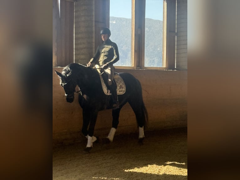 Austrian Warmblood Gelding 6 years Black in Bad Kleinkirchheim
