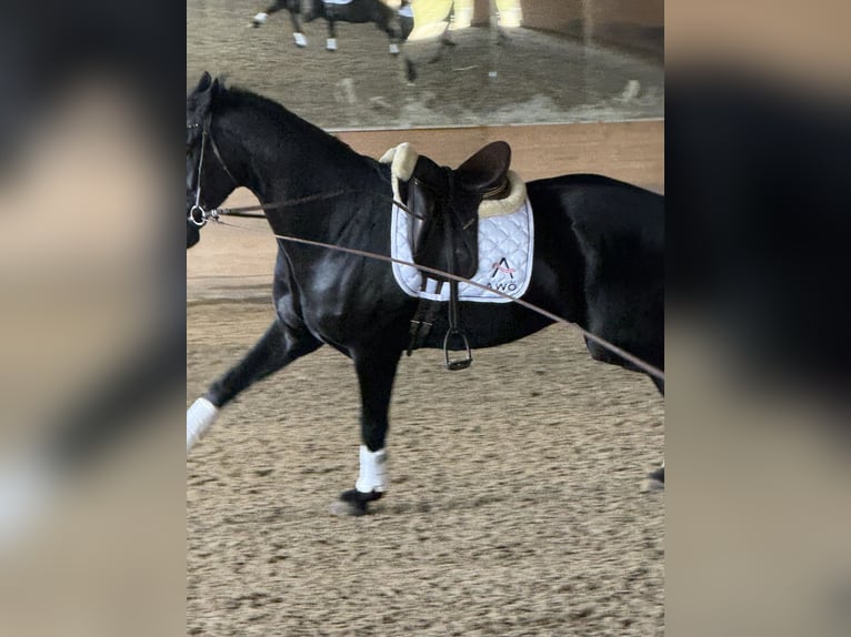 Austrian Warmblood Gelding 6 years Black in Bad Kleinkirchheim