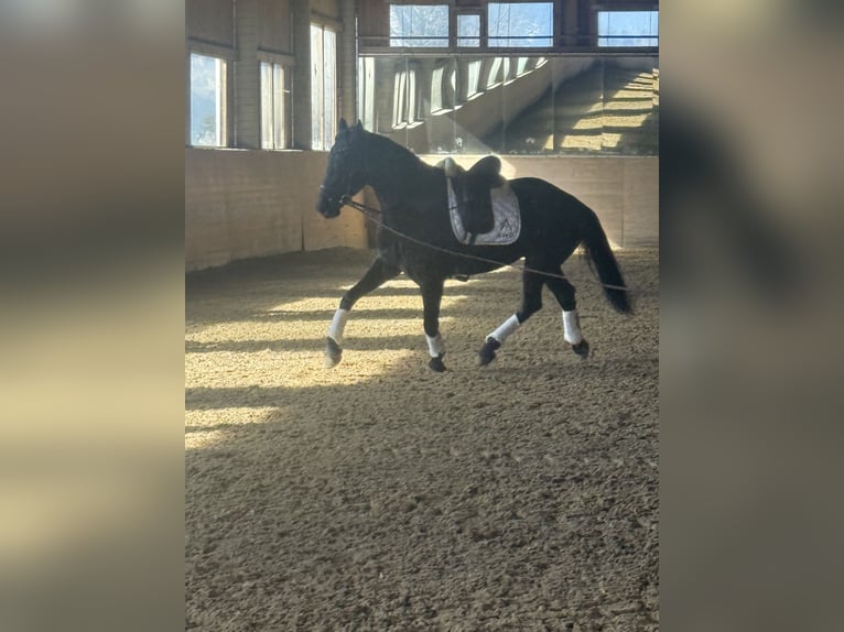 Austrian Warmblood Gelding 6 years Black in Bad Kleinkirchheim