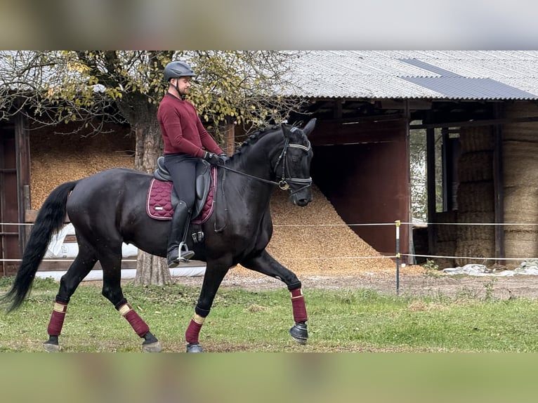 Austrian Warmblood Gelding 6 years Black in Bad Kleinkirchheim