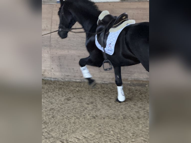 Austrian Warmblood Gelding 6 years Black in Bad Kleinkirchheim