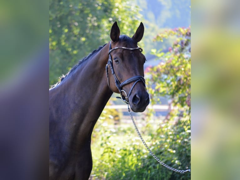 Austrian Warmblood Gelding 7 years 16,1 hh Brown in Lochau