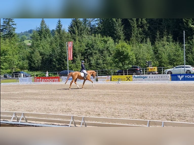 Austrian Warmblood Gelding 7 years 16,2 hh Chestnut-Red in Lamprechtshausen