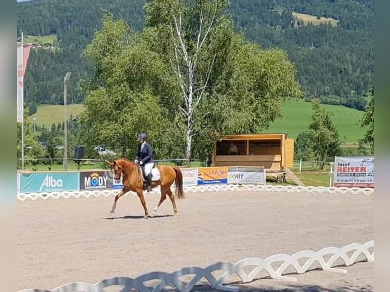 Austrian Warmblood Gelding 7 years 16,2 hh Chestnut-Red in Lamprechtshausen