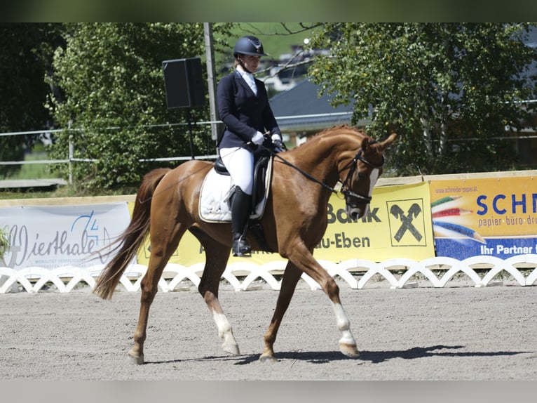 Austrian Warmblood Gelding 7 years 16,2 hh Chestnut-Red in Lamprechtshausen