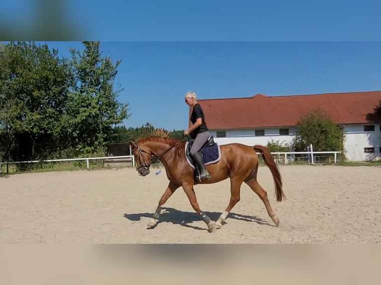 Austrian Warmblood Gelding 7 years 16,2 hh Chestnut-Red in Lamprechtshausen