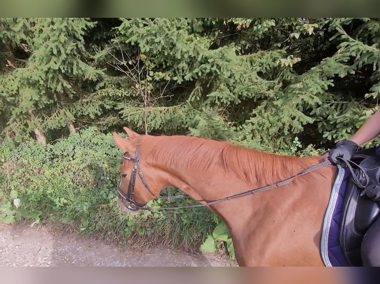 Austrian Warmblood Gelding 7 years 16,2 hh Chestnut-Red in Lamprechtshausen