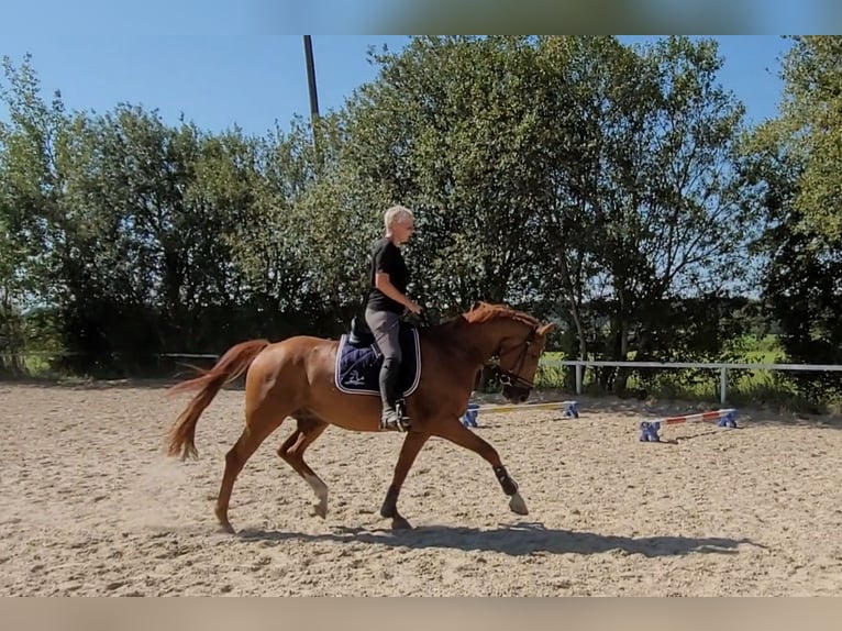 Austrian Warmblood Gelding 7 years 16,2 hh Chestnut-Red in Lamprechtshausen