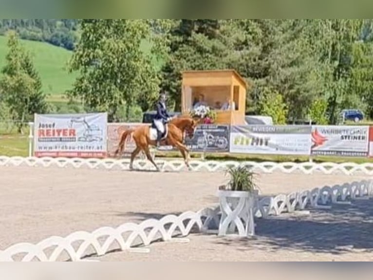 Austrian Warmblood Gelding 7 years 16,2 hh Chestnut-Red in Lamprechtshausen