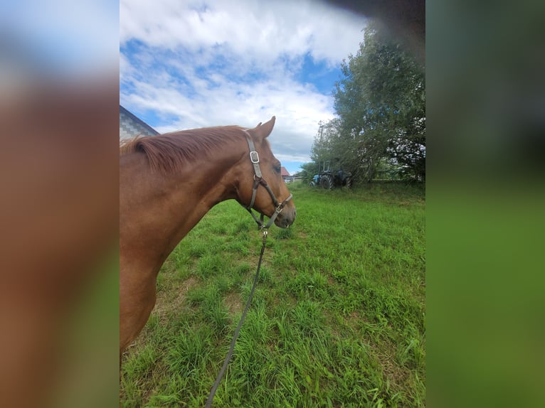 Austrian Warmblood Gelding 7 years 16,2 hh Chestnut-Red in Lamprechtshausen