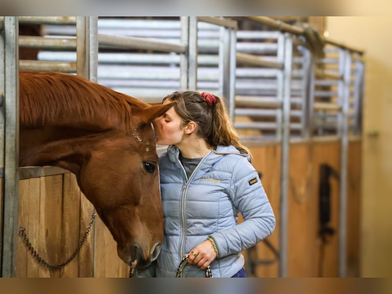 Austrian Warmblood Gelding 7 years 16,2 hh Chestnut-Red in Lamprechtshausen