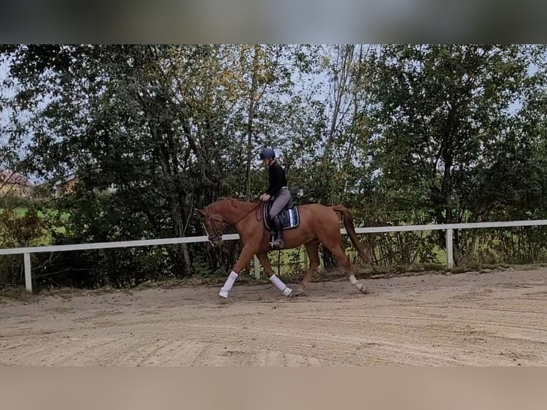 Austrian Warmblood Gelding 7 years 16,2 hh Chestnut-Red in Lamprechtshausen