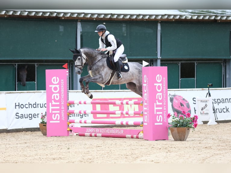 Austrian Warmblood Gelding 7 years 16 hh Grey-Dapple in Mühlheim am Inn