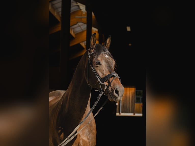 Austrian Warmblood Gelding 7 years 17 hh Bay-Dark in Chieming/Hart