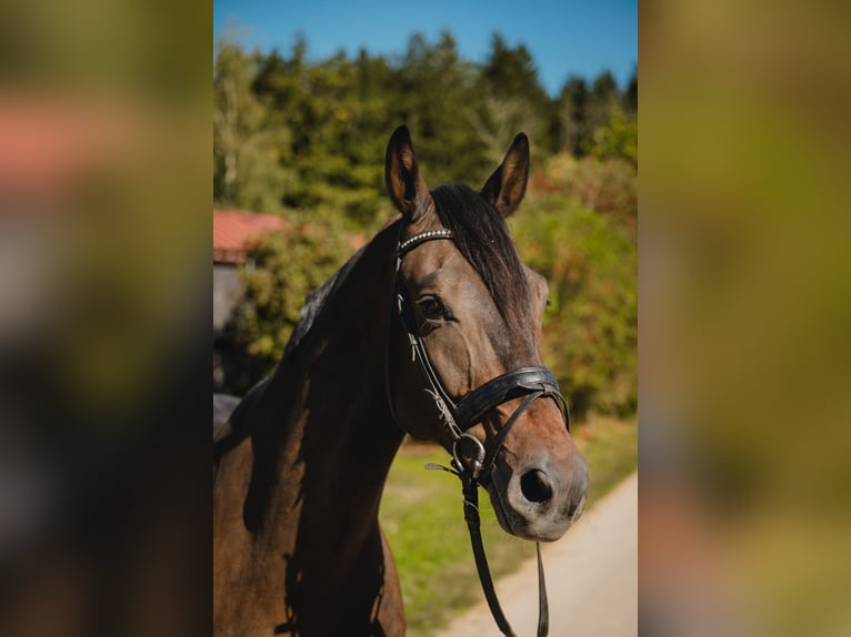 Austrian Warmblood Gelding 7 years 17 hh Bay-Dark in Chieming/Hart
