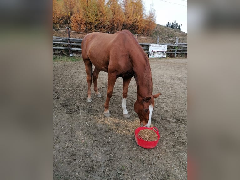 Austrian Warmblood Gelding 7 years 18.1 hh Chestnut-Red in Maria Lankowitz