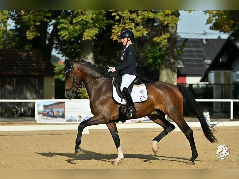 Austrian Warmblood Gelding 7 years Brown in Gössendorf