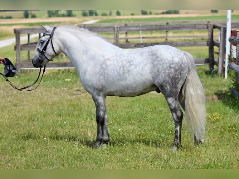 Austrian Warmblood Gelding 8 years 12.1 hh Grey in Egglham