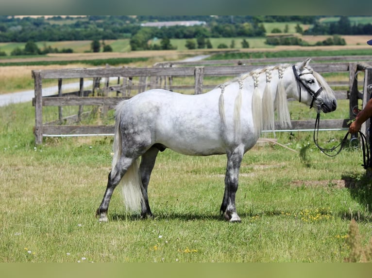 Austrian Warmblood Gelding 8 years 12.1 hh Grey in Egglham