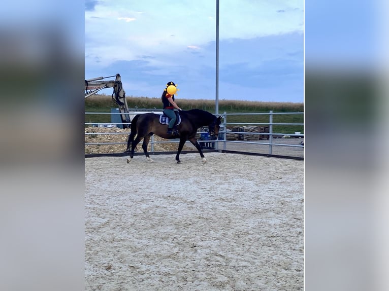 Austrian Warmblood Gelding 8 years 15.3 hh Bay-Dark in Tumeltsham