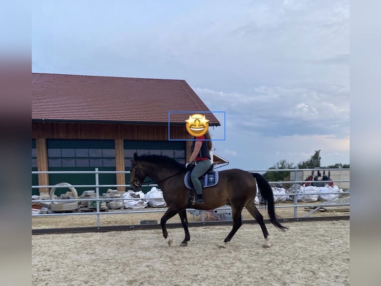 Austrian Warmblood Gelding 8 years 15.3 hh Bay-Dark in Tumeltsham