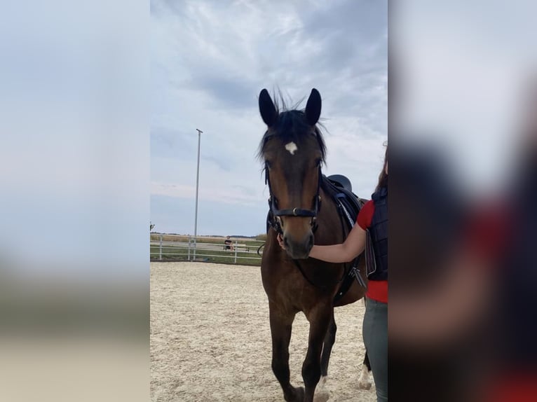 Austrian Warmblood Gelding 8 years 15.3 hh Bay-Dark in Tumeltsham