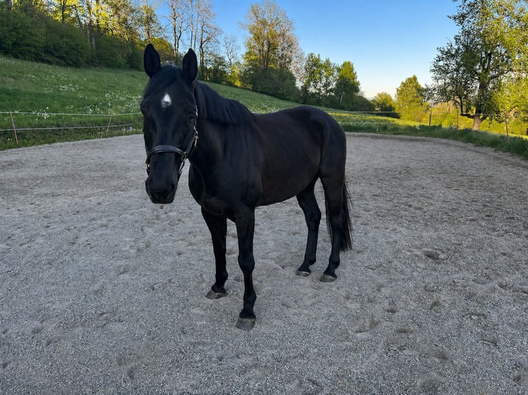 Austrian Warmblood Gelding 8 years 16.1 hh Black in Moosburg
