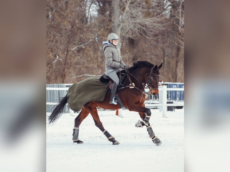 Austrian Warmblood Gelding 8 years 16,2 hh Bay-Dark in Wien