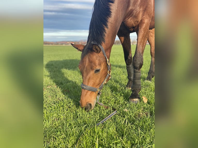 Austrian Warmblood Gelding 8 years 16,2 hh Brown in Waging am See