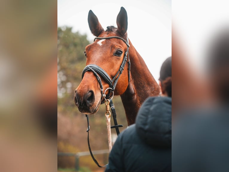 Austrian Warmblood Gelding 8 years 16.3 hh Brown in Perschling