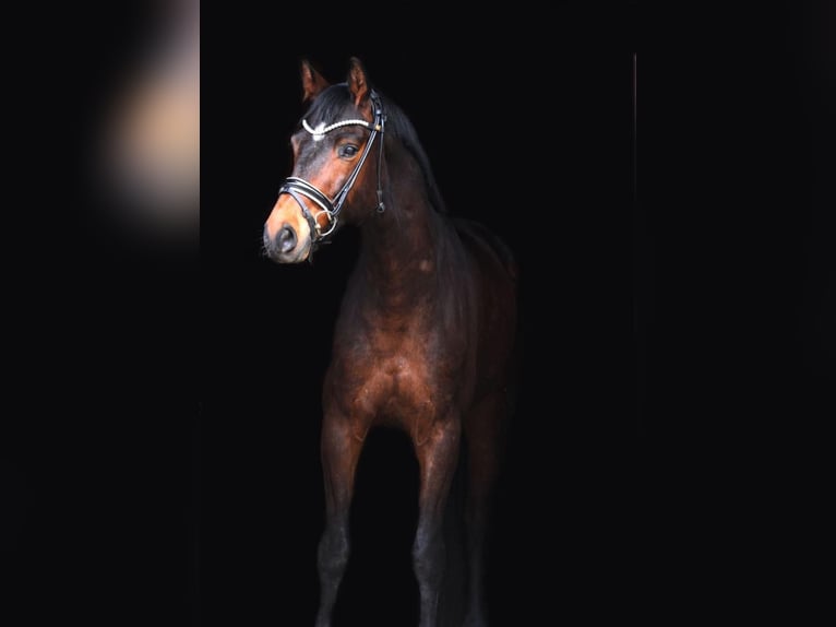 Austrian Warmblood Gelding 8 years 16 hh Brown in Passail