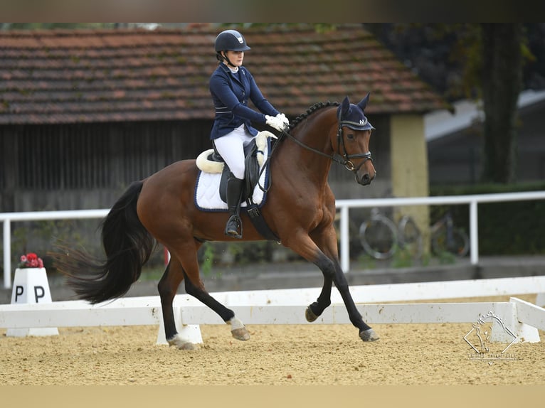 Austrian Warmblood Gelding 8 years 16 hh Brown in Mürzzuschlag