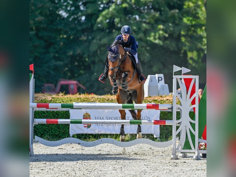 Austrian Warmblood Gelding 8 years 16 hh Brown in Mürzzuschlag