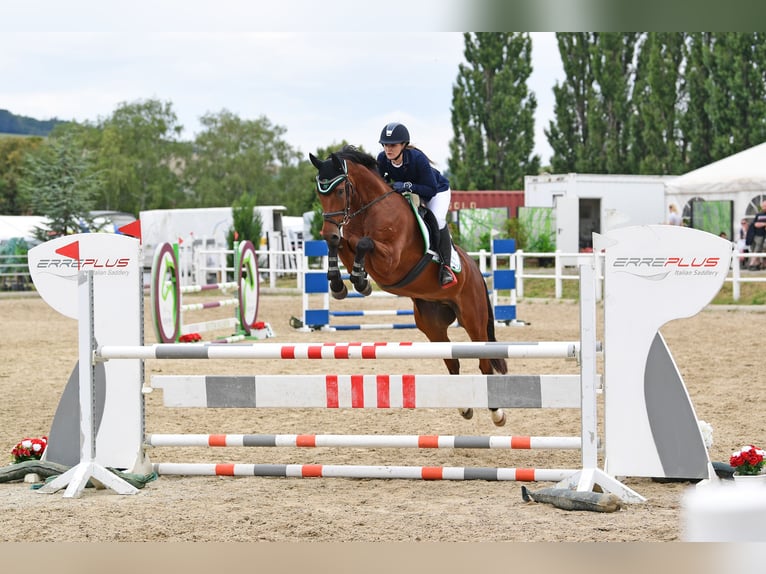 Austrian Warmblood Gelding 8 years 16 hh Brown in Mürzzuschlag