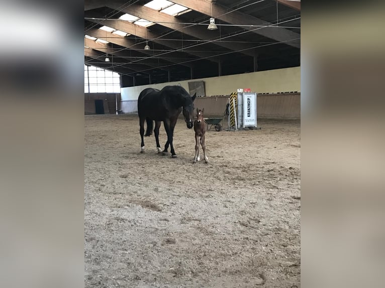 Austrian Warmblood Gelding 8 years 16,1 hh Brown in Elixhausen