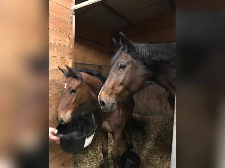 Austrian Warmblood Gelding 8 years 16,1 hh Brown in Elixhausen