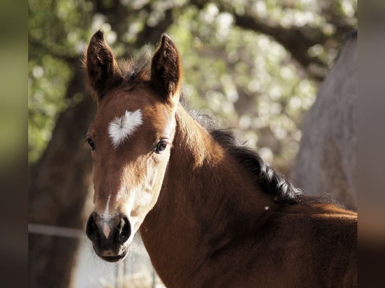 Austrian Warmblood Gelding 8 years 16,1 hh Brown in Schiedlberg
