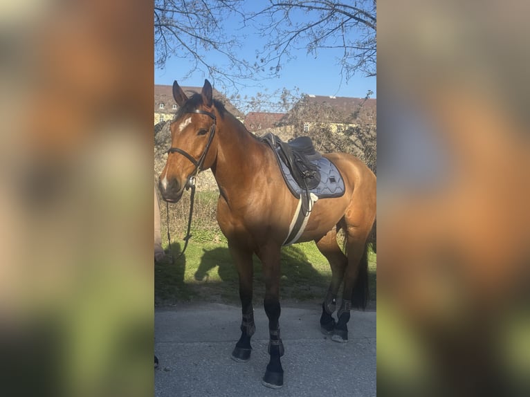 Austrian Warmblood Gelding 8 years 16,1 hh Brown in Schiedlberg