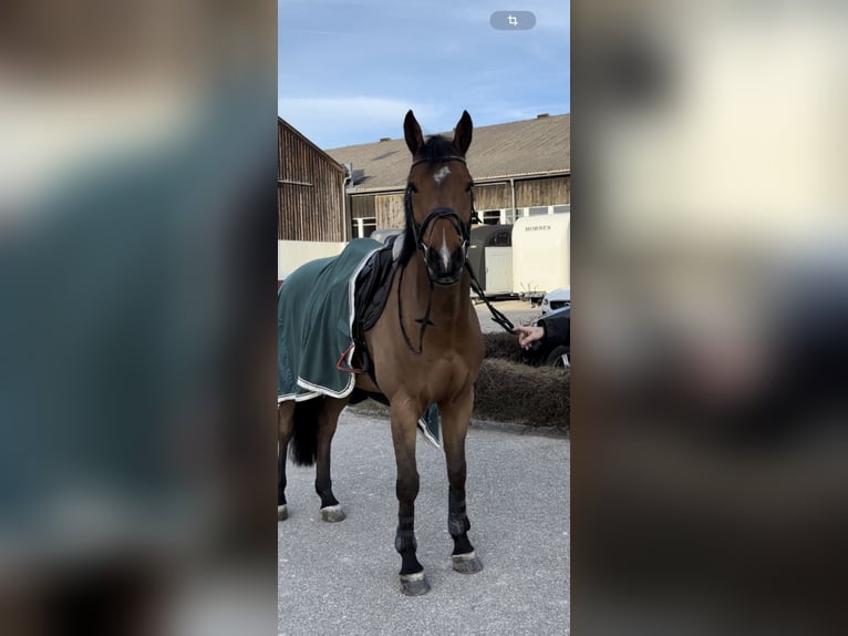 Austrian Warmblood Gelding 8 years 16,1 hh Brown in Schiedlberg